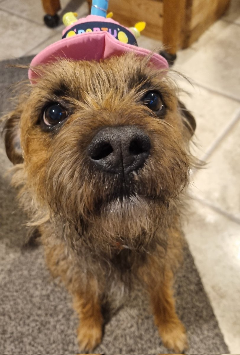 Reginald Barkley - smol fat potato! tweet media