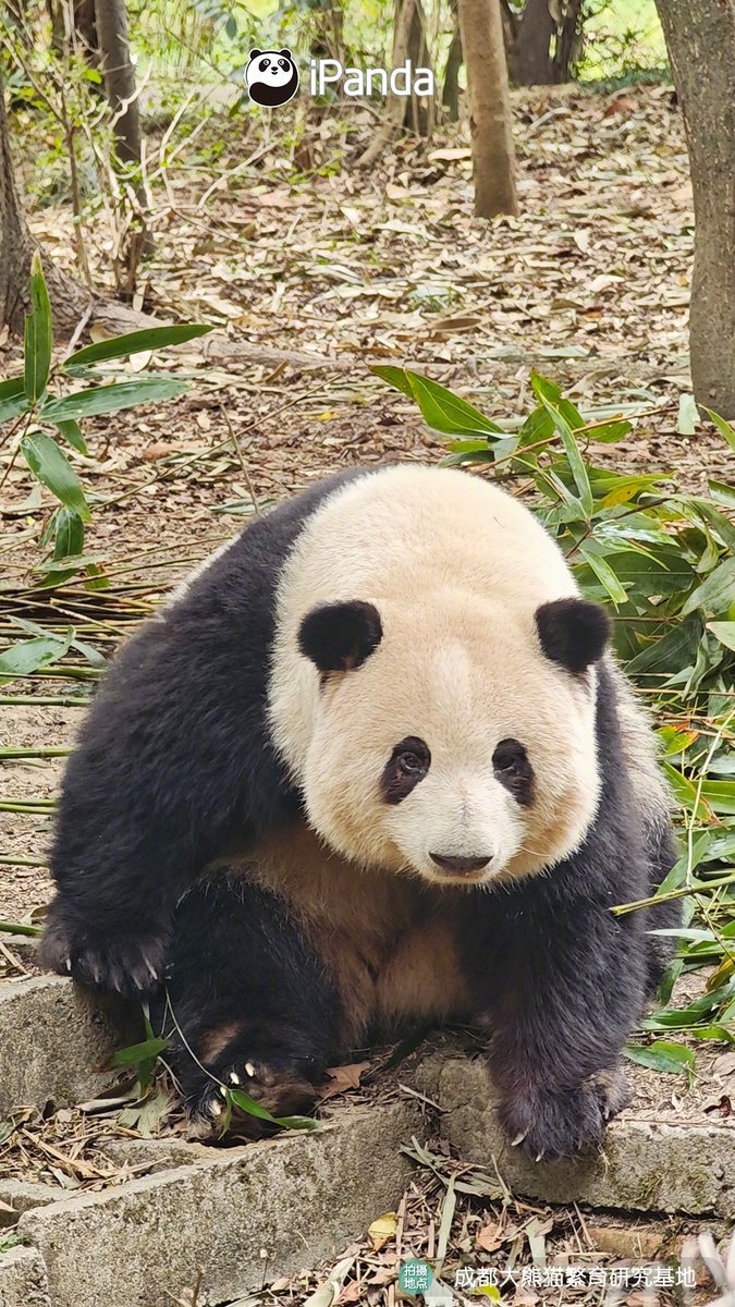 iPanda tweet media