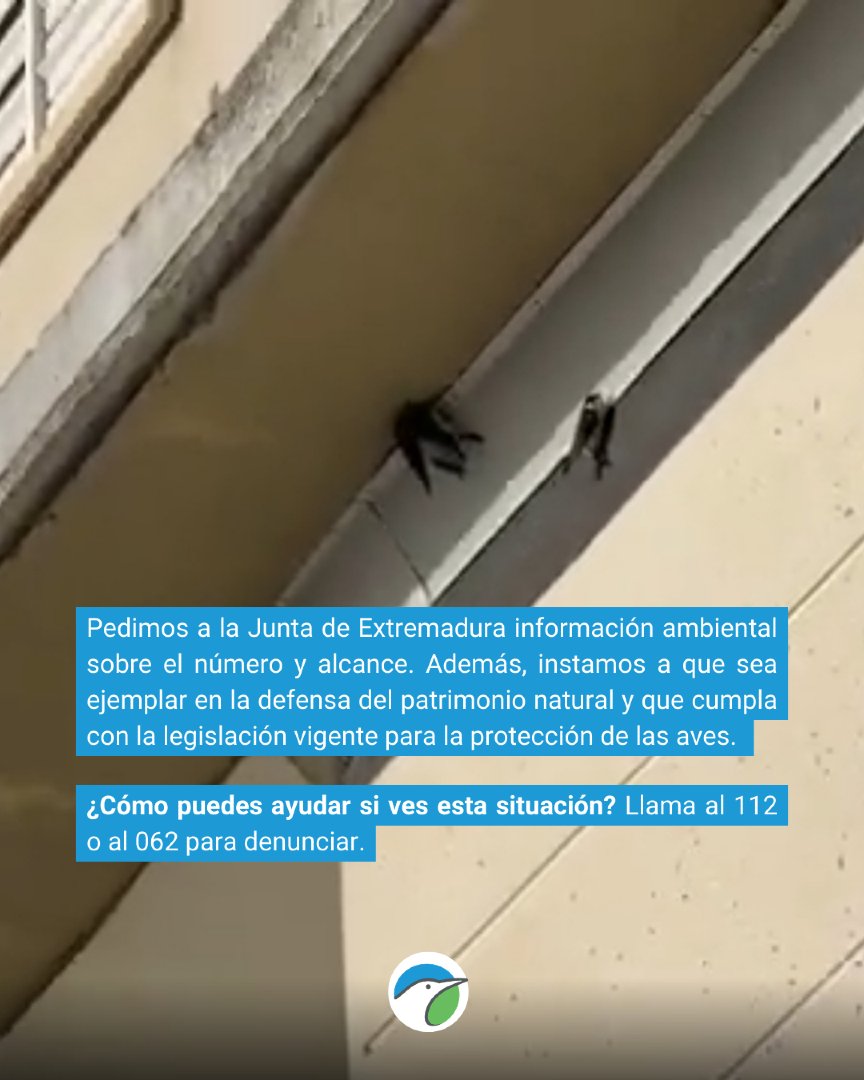SEO_BirdLife's tweet photo. ‼️Destrucción de nidos de aves migratorias en Extremadura. 

Varias especies de aves migratorias se están encontrando que sus nidos ya no están o no pueden acceder a ellos. Esto es ILEGAL.

Lee la noticia completa: https://t.co/Cqpuhef21R

#SOSnidos https://t.co/QPHVCo1wef