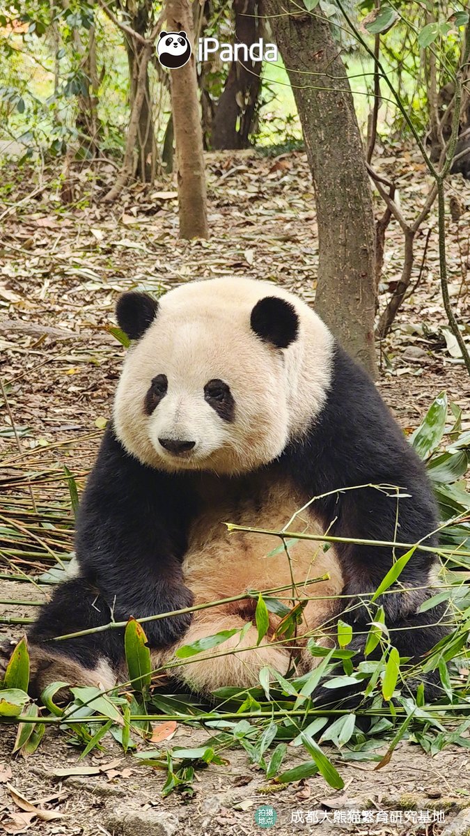 iPanda tweet media