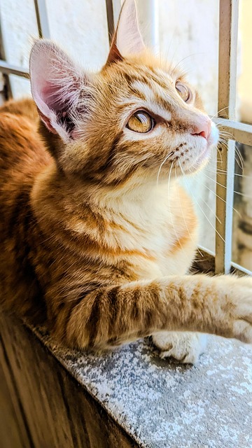 Gary Collins tweet media