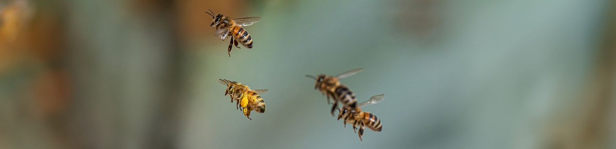 ipfconline tweet media