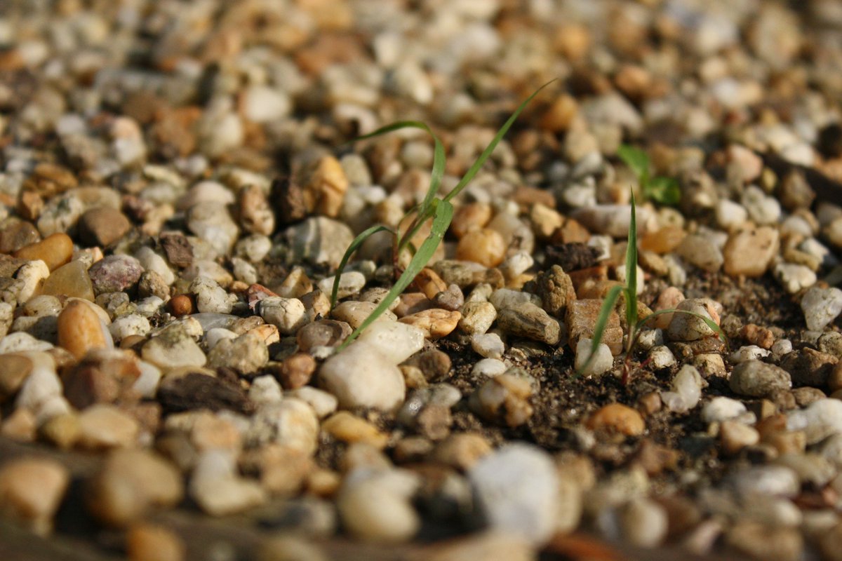 Mètode SSJ tweet media