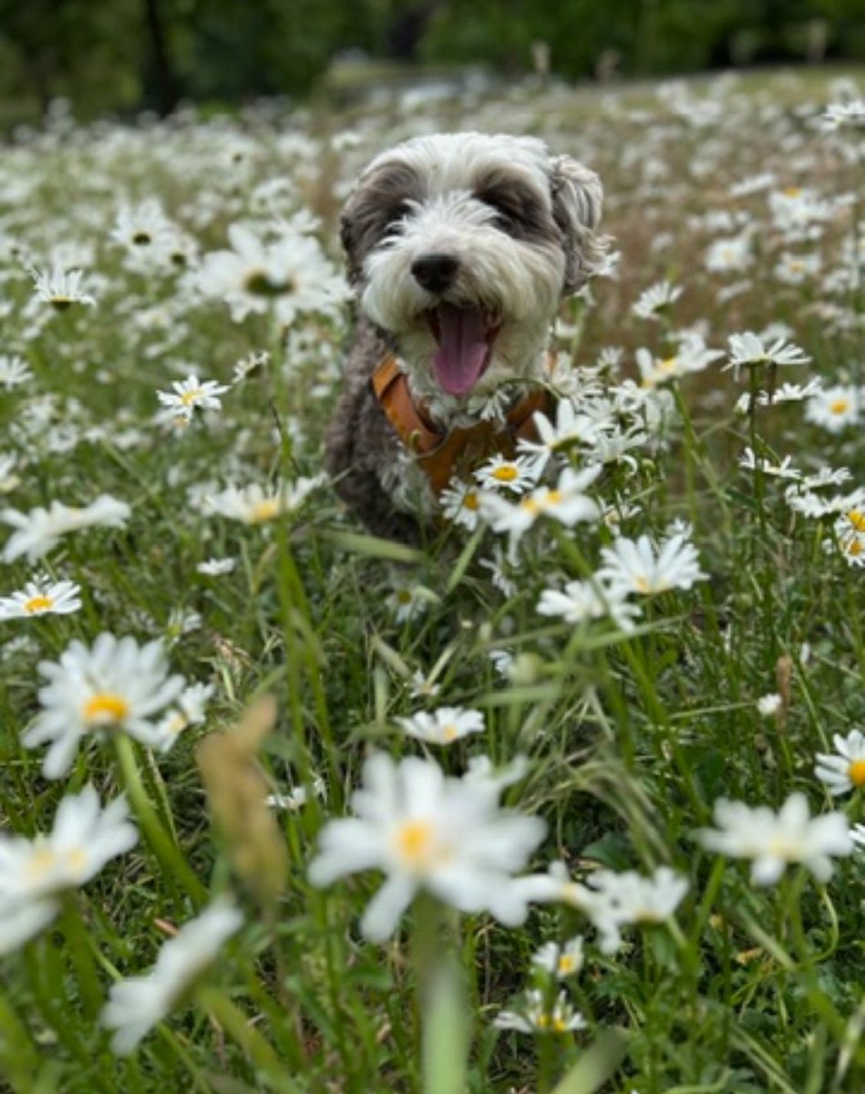 bemorebob2's tweet photo. Just a little dog, hoping to bring a smile to your day 🌼 https://t.co/KaBGhckcqx