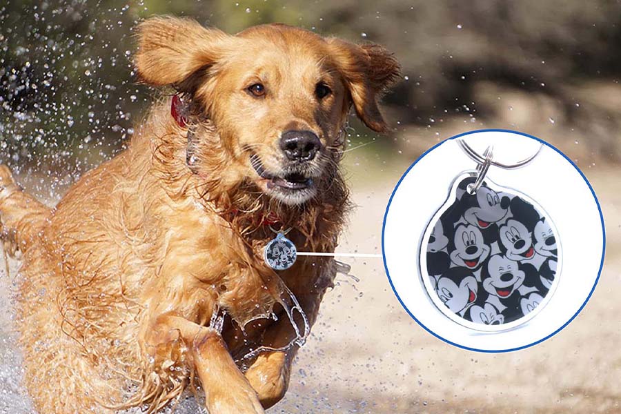 taogenihao's tweet photo. ASCENDIoT RFID Pet Feeder Solution
Smart RFID Pet Feeder for Automatic Pet Identification and Selective Feeding https://t.co/g1CDSMq2mI