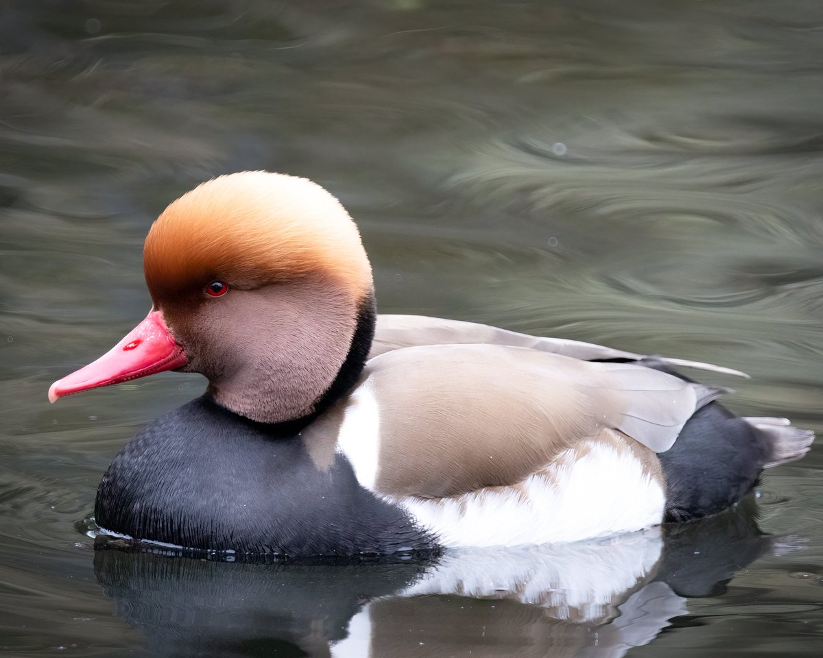 Wild_WithJon's tweet photo. The very handsome male Red-crested Pochard that recently joined the female on saltram cart pond https://t.co/WNWEQYZXbH