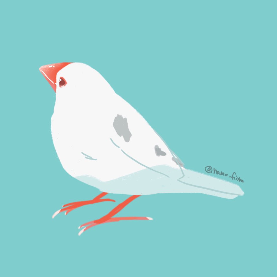 namo_fiore's tweet photo. #文鳥
【イラスト企画】
無地背景に文鳥1羽を描きます！
アイコンとして使用可能です

絵柄は添付の画像を参考にしてください

🌟応募方法:フォロー（新規可）&amp;リポスト
⚠︎鍵垢は対象外です

締切は3/13（金） 21:00
あたるってぃーを使用して抽選を行います
当選者（1名）にのみDMを送ります✉️ https://t.co/y9ghNDehyl