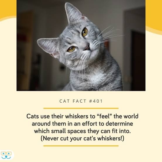CatOwnersGlobal's tweet photo. Why you should never cut your cat's whiskers 👇 #Cats #CatFact #CatFacts #DidYouKnow https://t.co/Gplc9u9peT