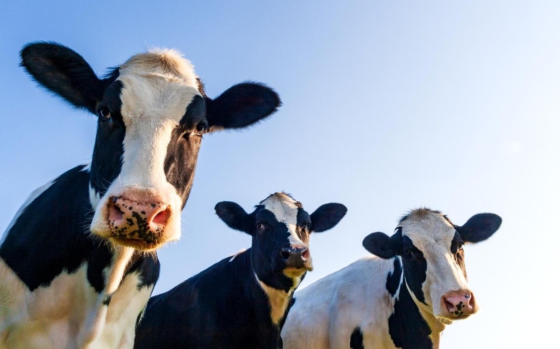 LKL Services tweet media