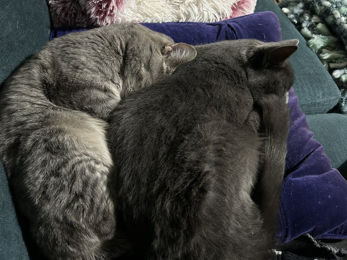 MrsOblivious's tweet photo. Everyone loves #JoeyCoolCat #CatsOfTwitter #CatsOfX #TheCatPack #DinoJoeyMuzz https://t.co/KU9ptFjwX4