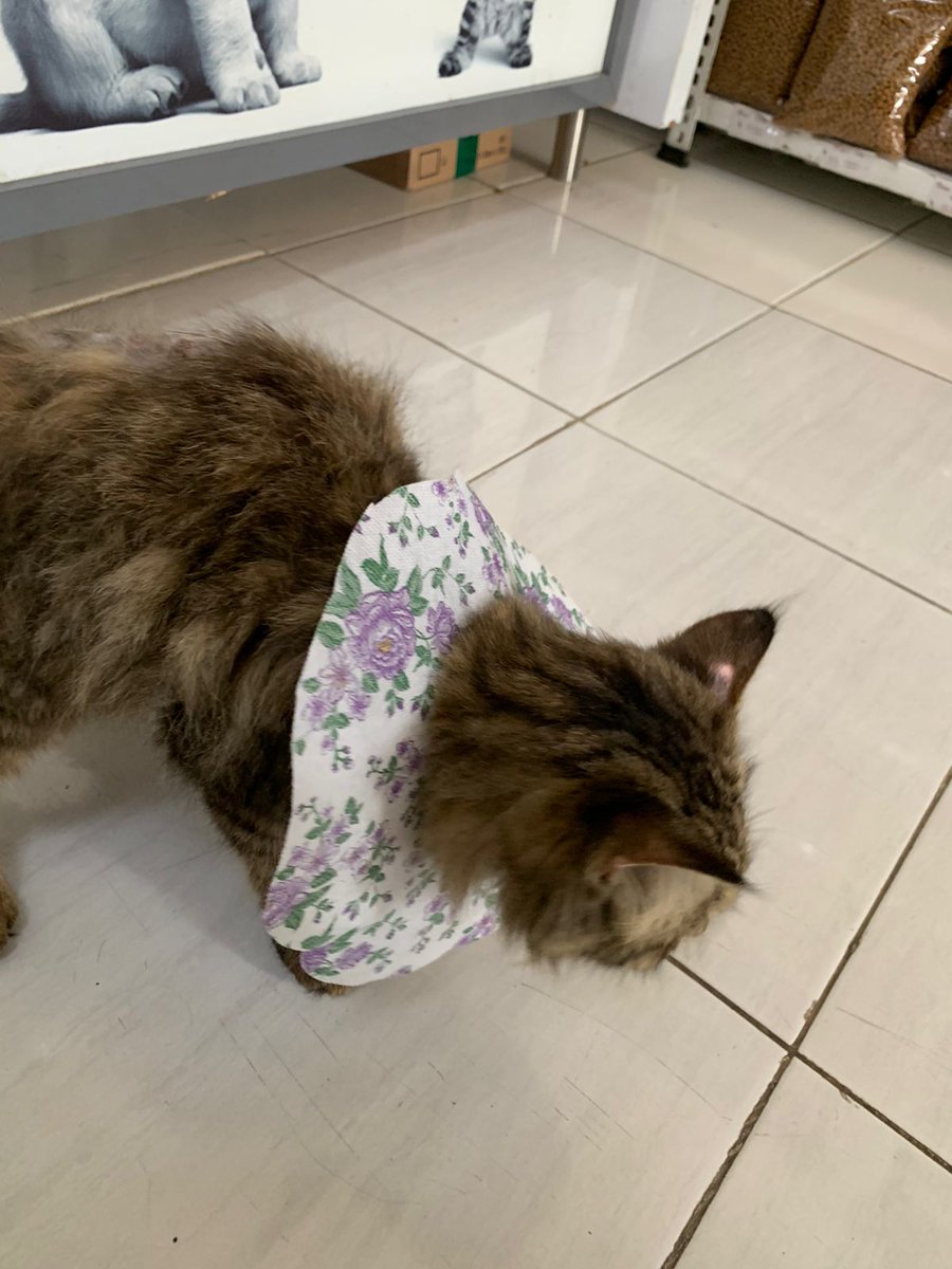 danielnikop's tweet photo. @txtdrrwlmb boleh minta sharein, ketemu kucing di daerah jembatan 7, siapa tau ada yang kehilangan kucing. https://t.co/8t7pj89TQd