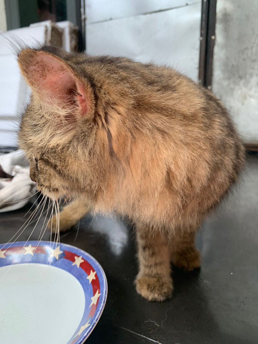 danielnikop's tweet photo. @txtdrrwlmb boleh minta sharein, ketemu kucing di daerah jembatan 7, siapa tau ada yang kehilangan kucing. https://t.co/8t7pj89TQd