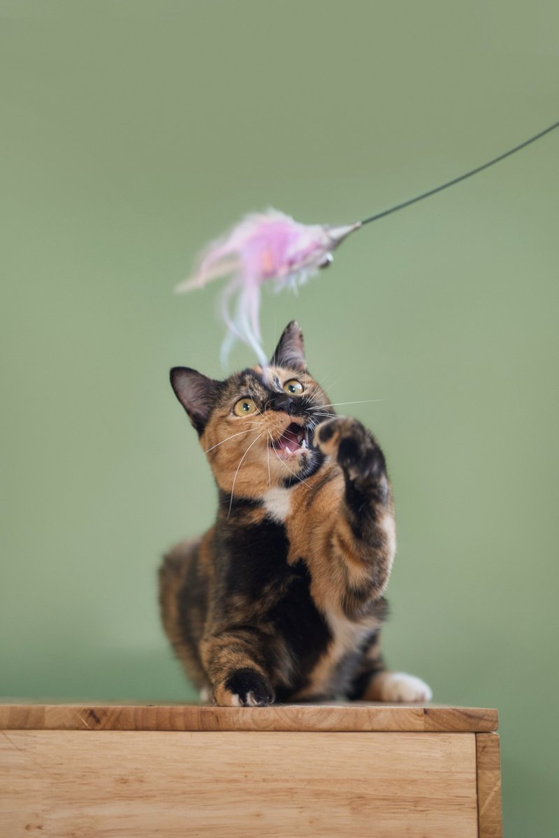 น้องแมวหาบ้านวันนี้🧡 

📷คาลินาไล เพศเมีย อายุ 1 ปี 5 เดือน

สนใจรับเลี้ยงแอดไลน์ @adoptionth 
หรือโทร 061-2642296

#availableforlocal #แมวหาบ้าน #หาบ้านให้แมว #แมวจรหาบ้าน #ลูกแมว #Expatthailand #expatadoption