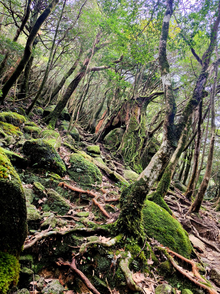 鹿児島大の屋久島公開森林実習めーちゃめーちゃおすすめやで✨🌳