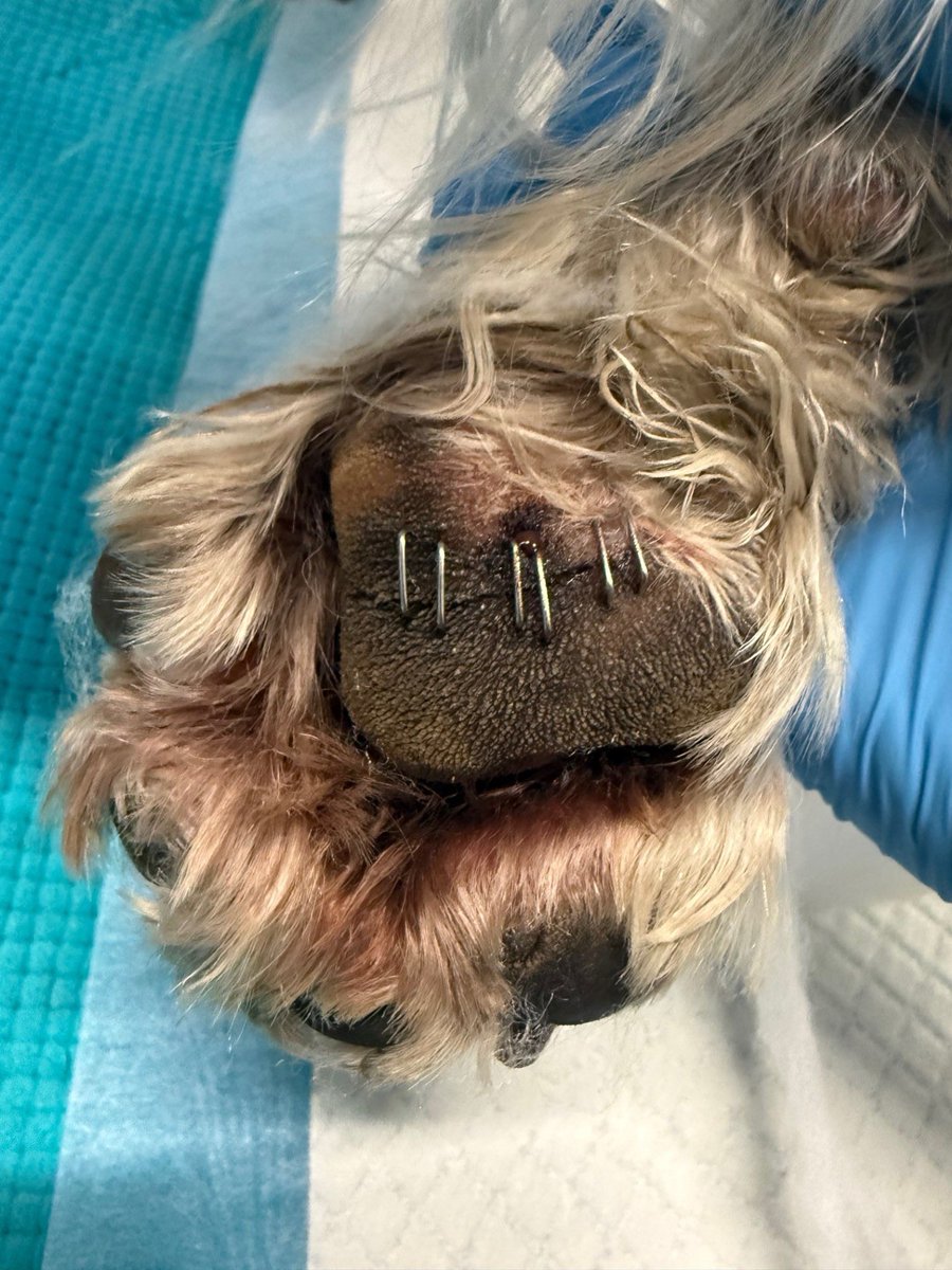 London Retired Police Dogs Trust tweet media