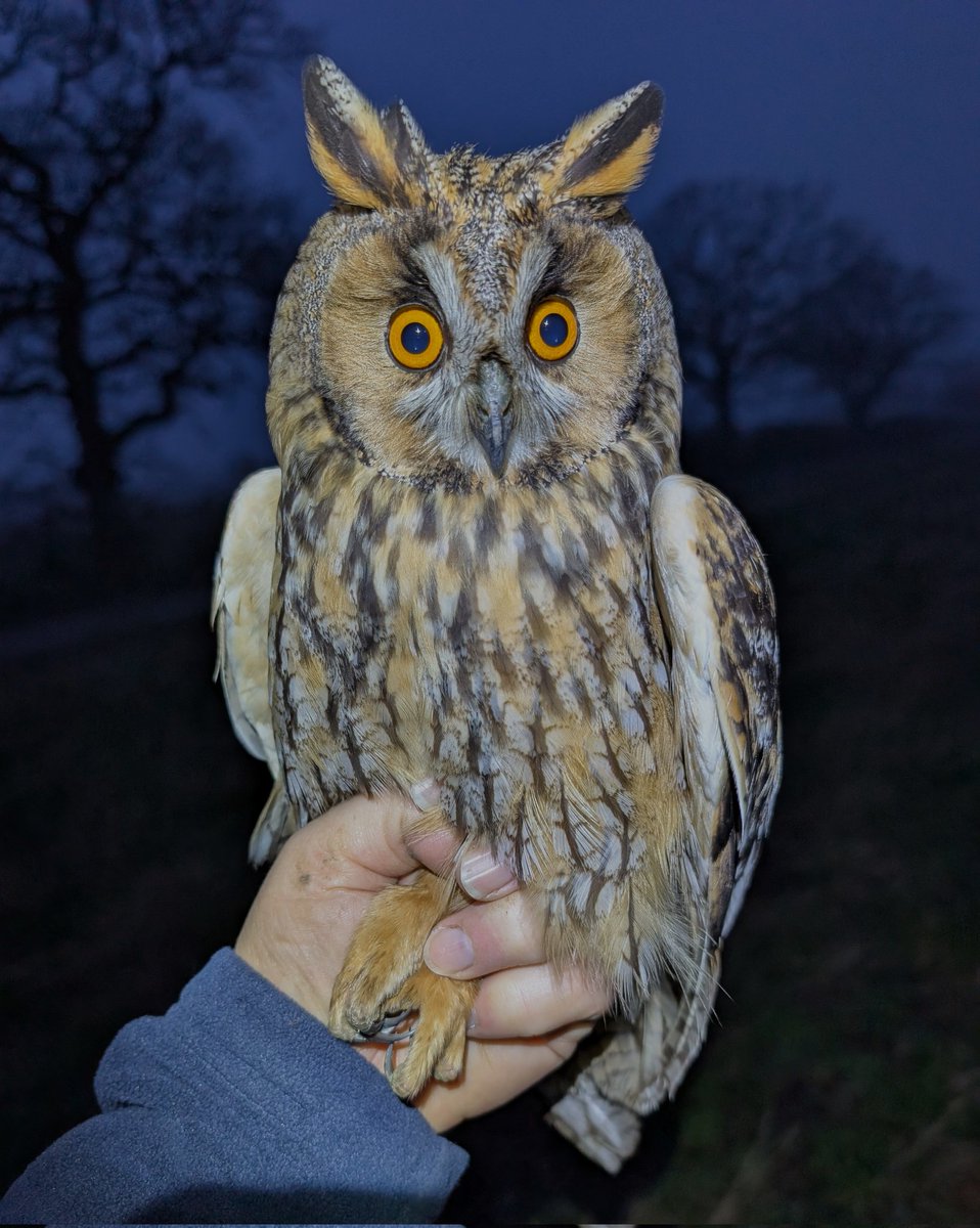 matt prior tweet media