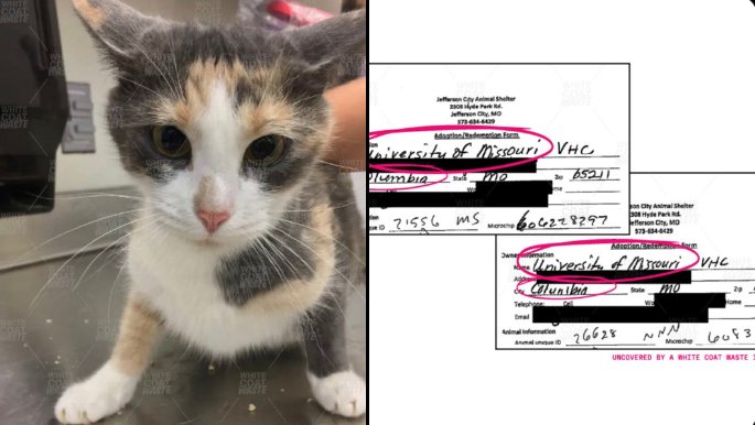 Nadia Mohammad tweet media