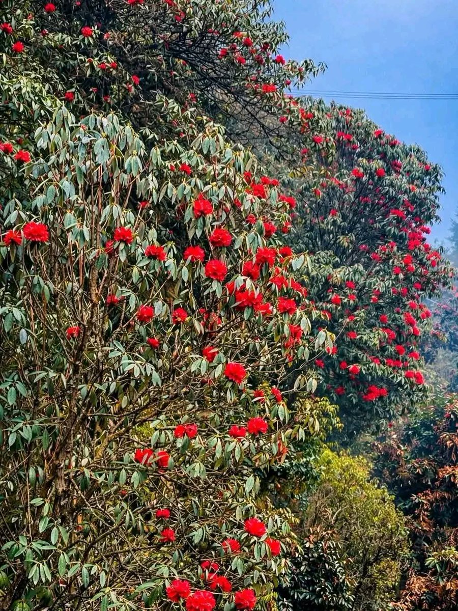Pushkar Ghimire tweet media