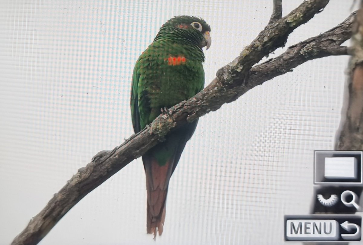 Paul Chapman tweet media