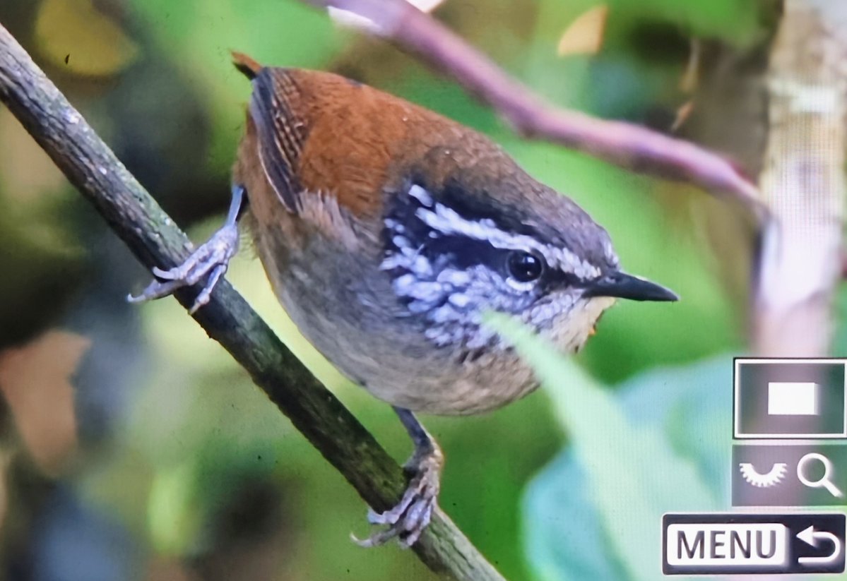 Paul Chapman tweet media