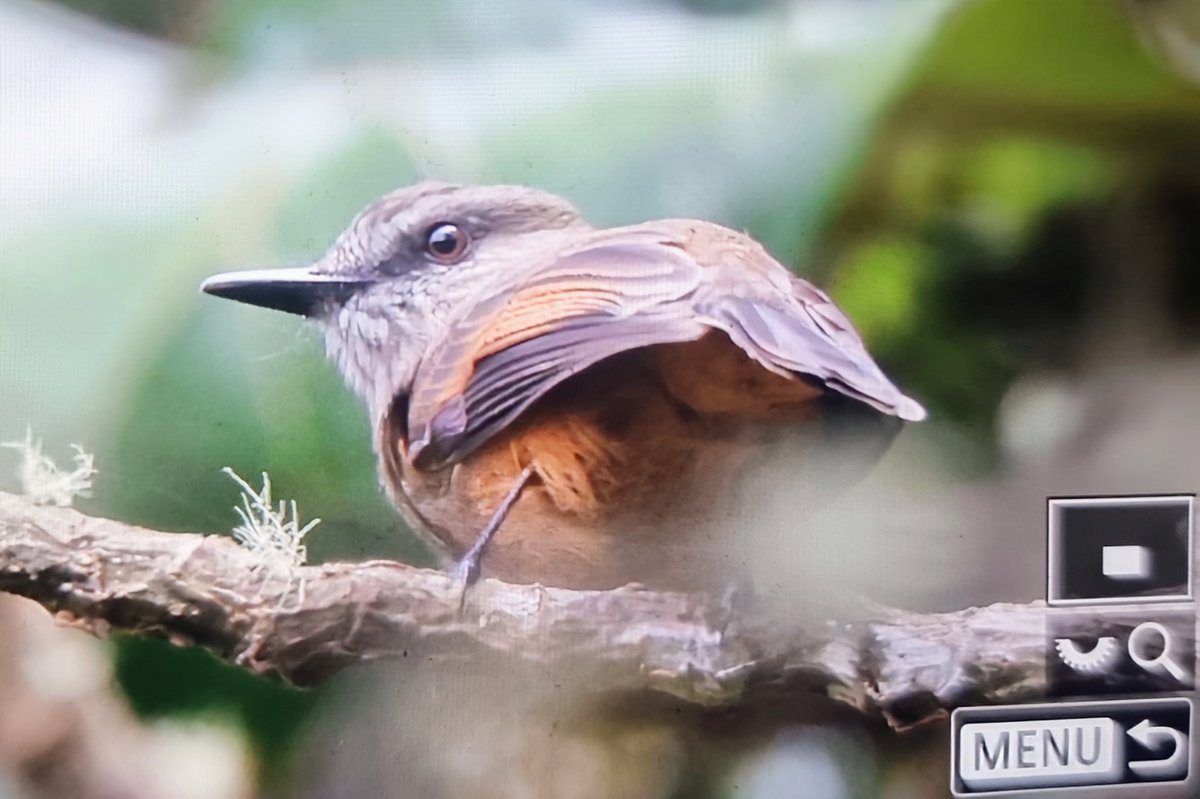 Paul Chapman tweet media