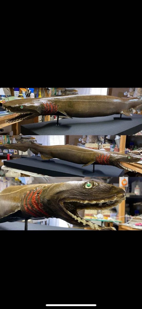 【MITOSUI特別展示🦈】

深海に生息するサメ「ラブカ」の剥製を展示予定です。

ゆいちゃん所蔵の個体を、今回MITOSUIで特別に展示させていただきます。

独特な体型や並んだ歯など、ラブカならではの姿を間近でご覧いただけます👀✨