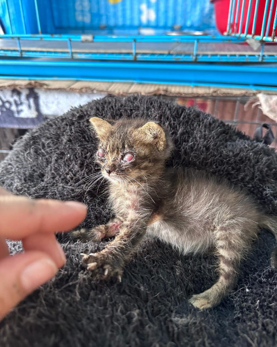 2zs9he747h3bdk's tweet image. 🚨She is a fighter, &amp;amp; believe me she wants to live, &amp;amp; I can’t wait to see her grow❤️

You can help me save more cats like her by donating any amount you can, link in bio❤️

Send Coco your love 💕

#rescued #catrescue #savinglives #streetrescue #streetrescuedcat #veterinarycare