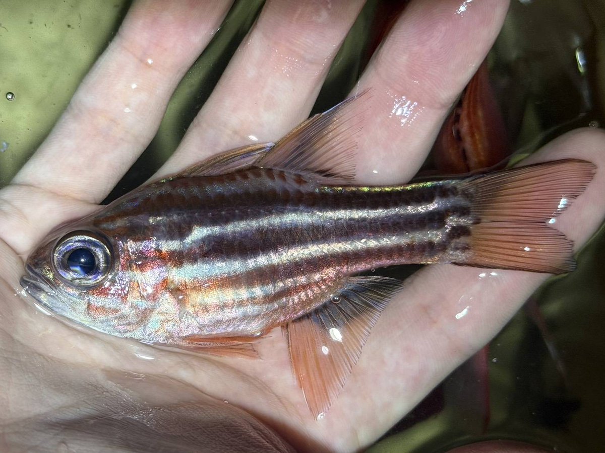 へんな魚おじさん tweet media