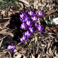 Rothiemay Primary School tweet media