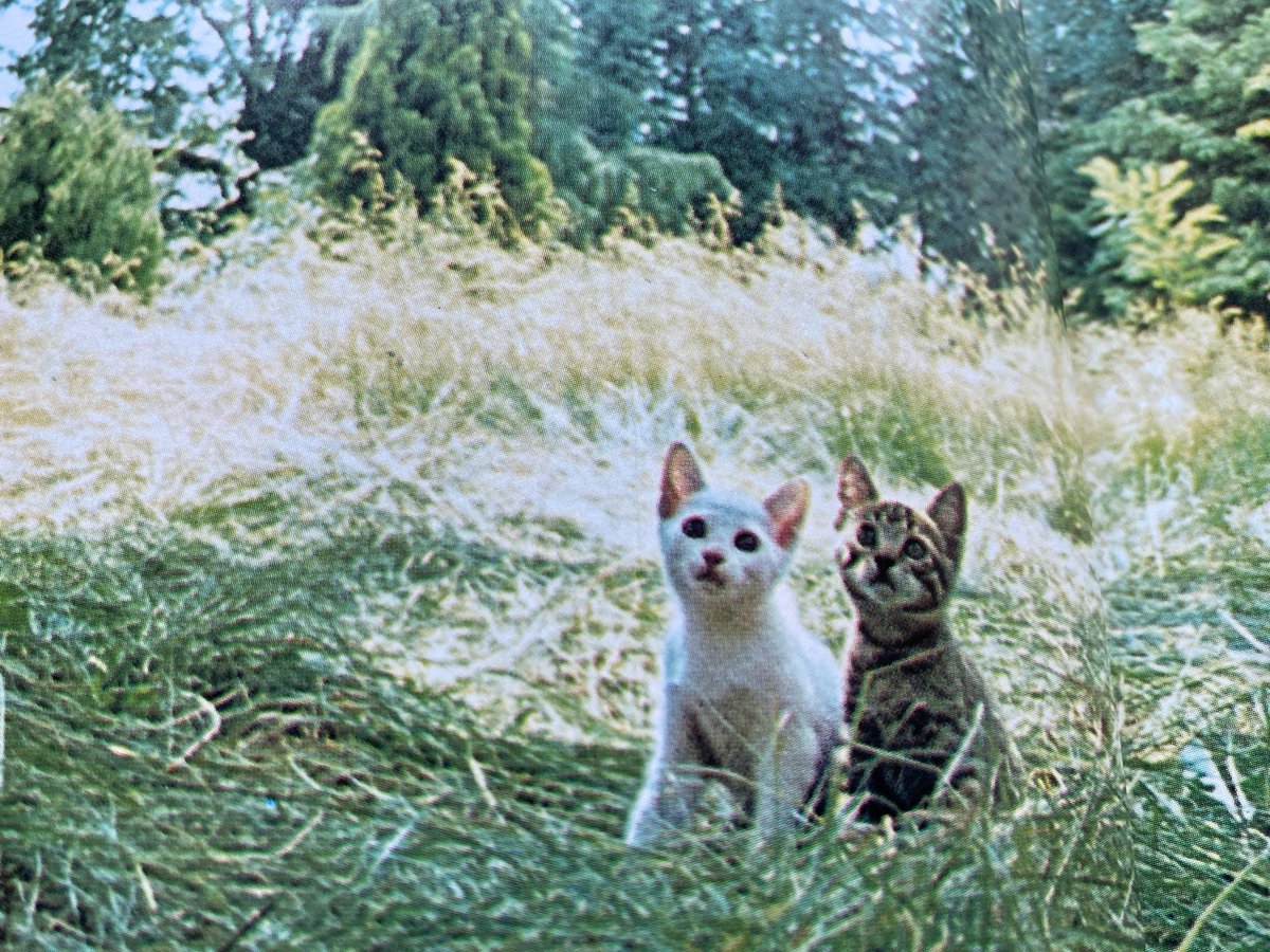 Yuko Sasaki tweet media