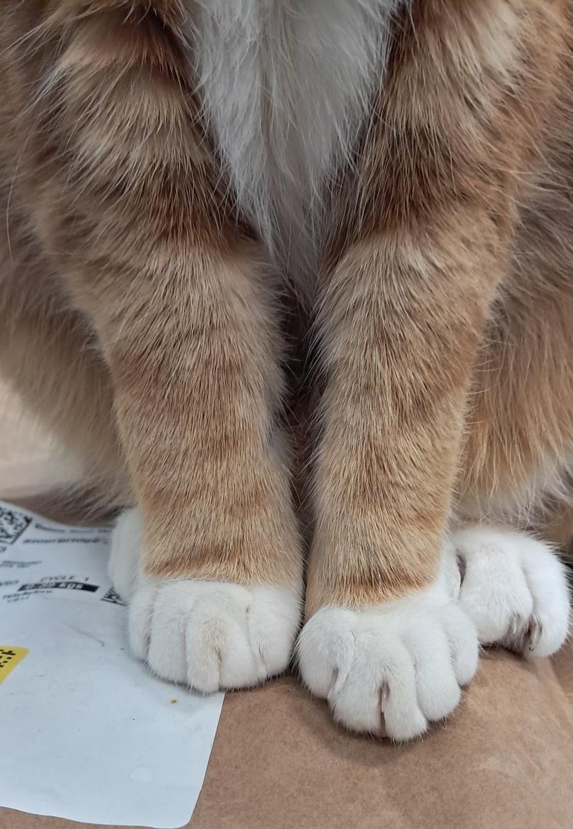 George The Stourbridge Junction Station Cat tweet media