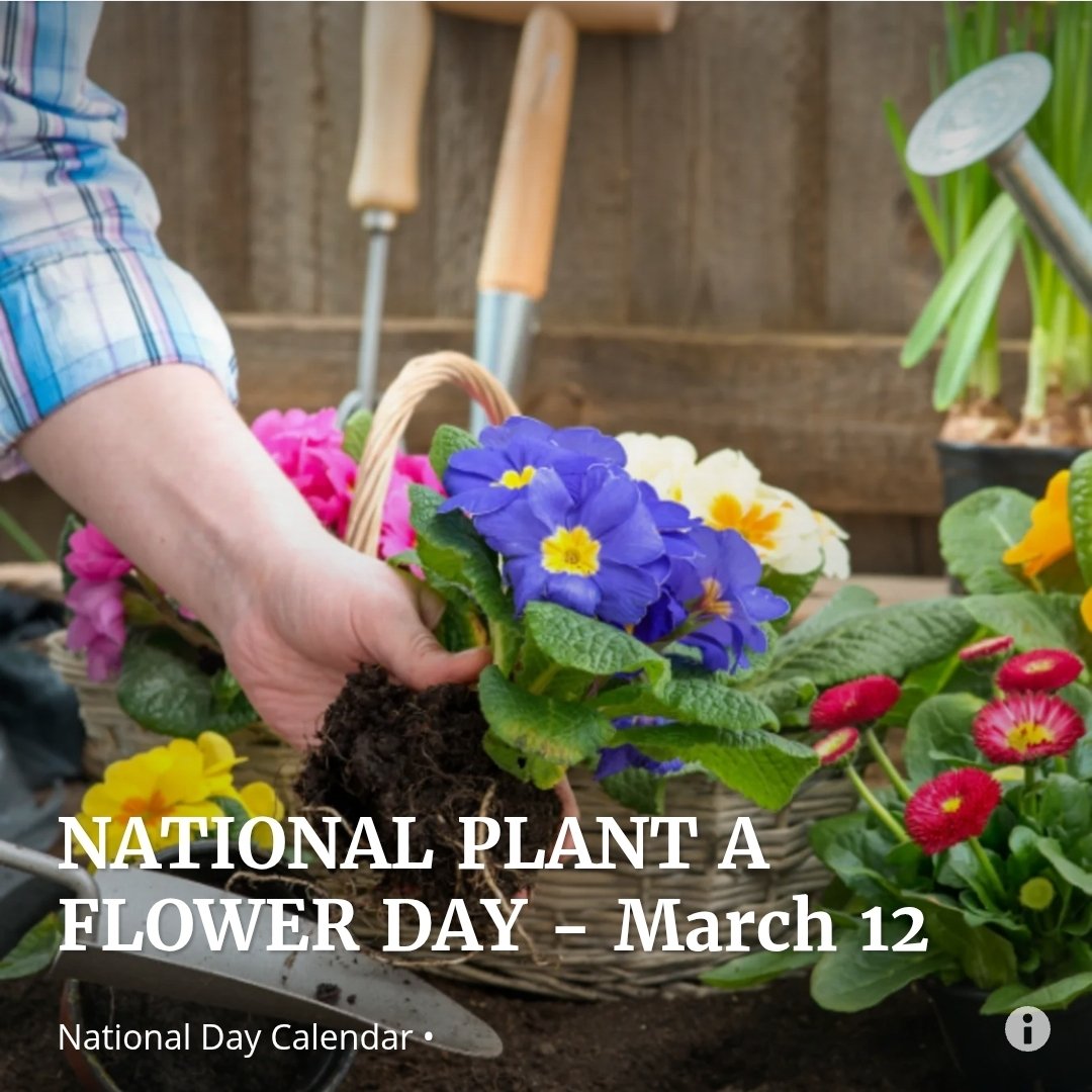 GatorGirl675122's tweet photo. NATIONAL PLANT A FLOWER DAY March 12 is dedicated to the planting of flowers & looking forward to spring. Flower gardening has become a hobby for many, young & old & a great start to the new season each year. #PlantAFlowerDay
Marigolds and Daffodils are the flowers of March.πͺ»π· https://t.co/ZAWwMFzkrJ