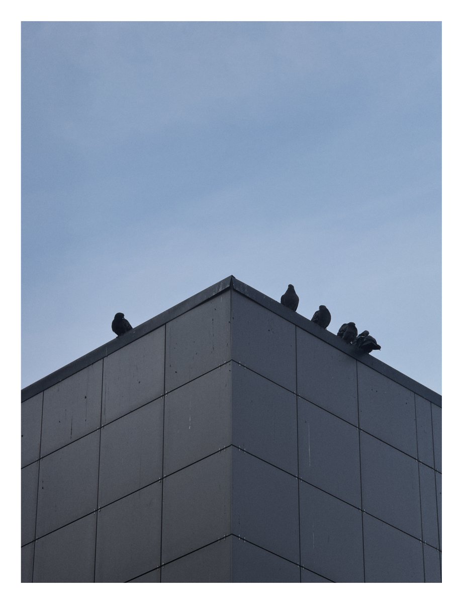 javier_kl's tweet photo. Pájaros en el techo

#photography #iphone #soviet #visuals #photo #art #photographer #iPhonePhoto https://t.co/mrlm8VdfJ8