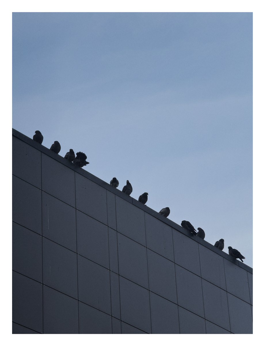 javier_kl's tweet photo. Pájaros en el techo

#photography #iphone #soviet #visuals #photo #art #photographer #iPhonePhoto https://t.co/mrlm8VdfJ8