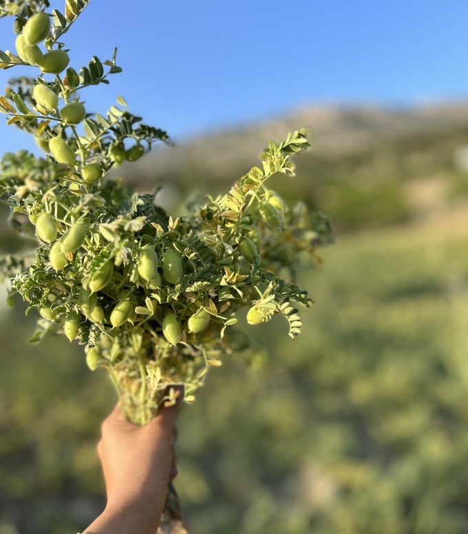 Dilan Su tweet media