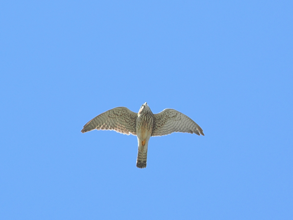 wb_wings's tweet photo. 長元坊
#チョウゲンボウ
#CommonKestrel
#渡良瀬遊水地
2026/03/12 https://t.co/hpvIFVK6ec