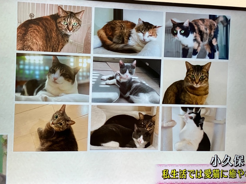 fumi12071's tweet photo. 小久保監督
「私生活では猫に癒され」
9匹の保護ネコと暮らし‥‥

そうなんですか‼️
監督、有難うございます😭🙏🏻🙇‍♀️ https://t.co/Axf8M7LCYt
