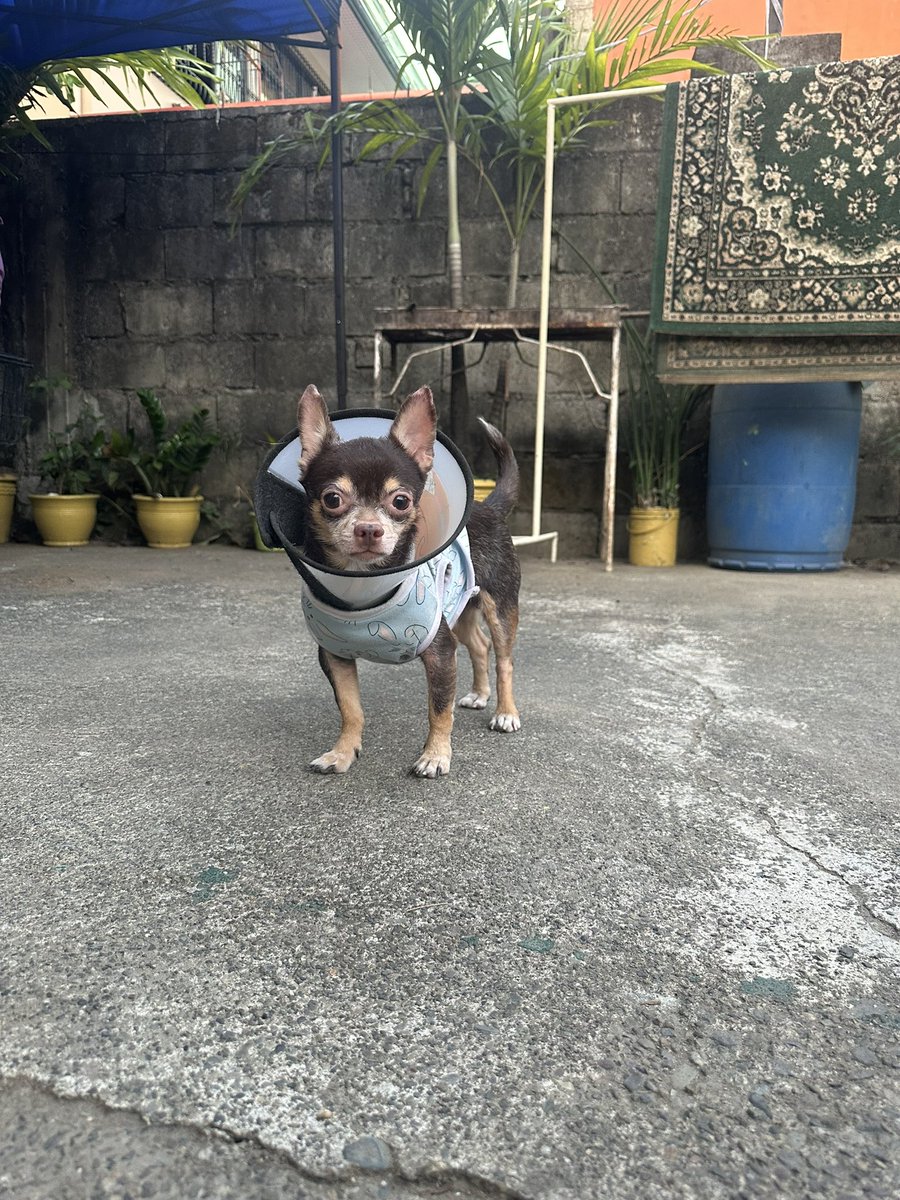 Ever since I got Boss . He jad a bad health condition  also malnourished . I can even see his bones from his back. Multiple skin conditions with a bad smell. 
Now every hard works and no sleep nights pay off. He gained weight, free to run and play . Experienced to have his own