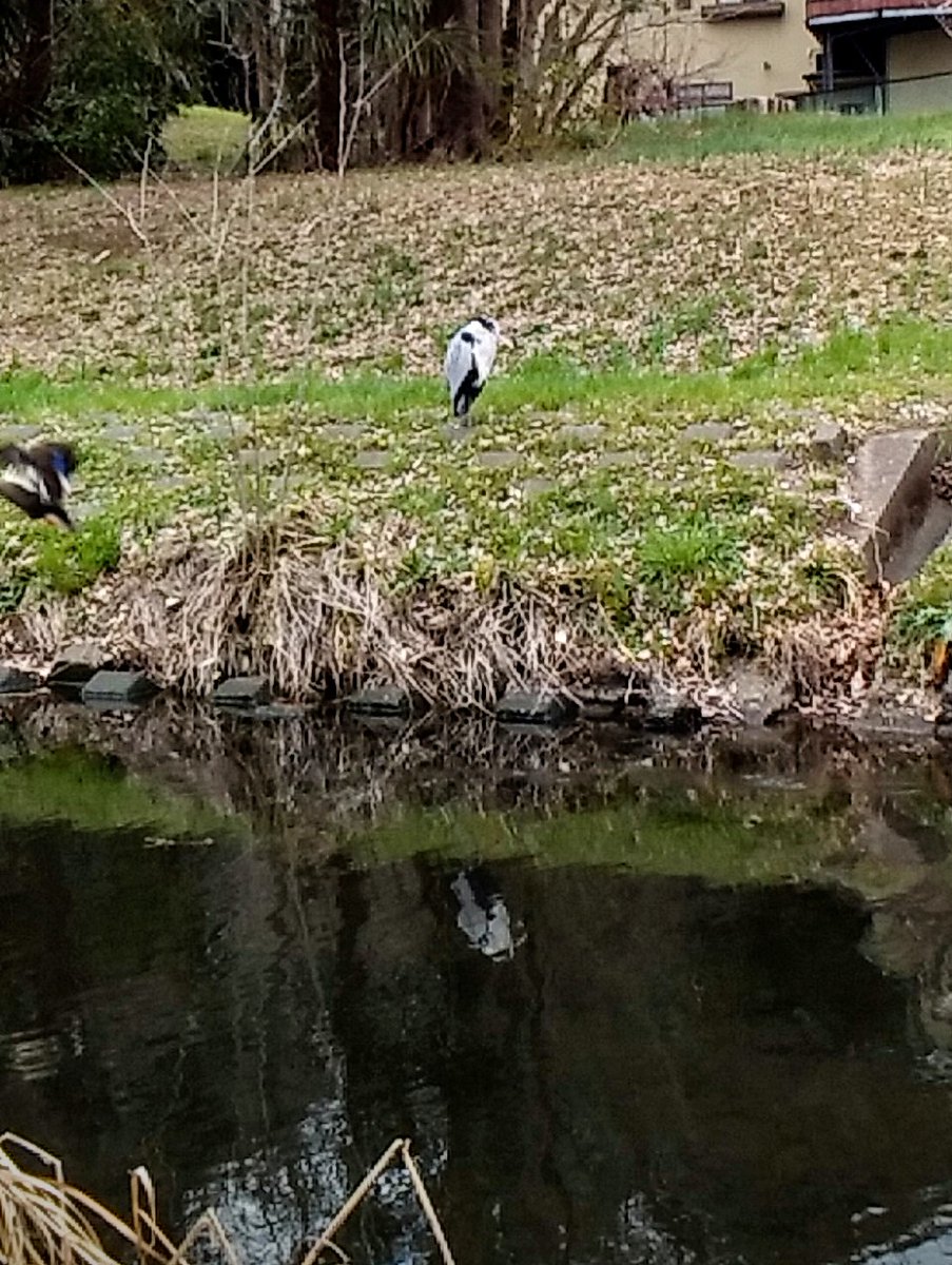 仙人みたいなアオサギが佇んでいた。

ちなみにまたUFOが写った（2枚目）。