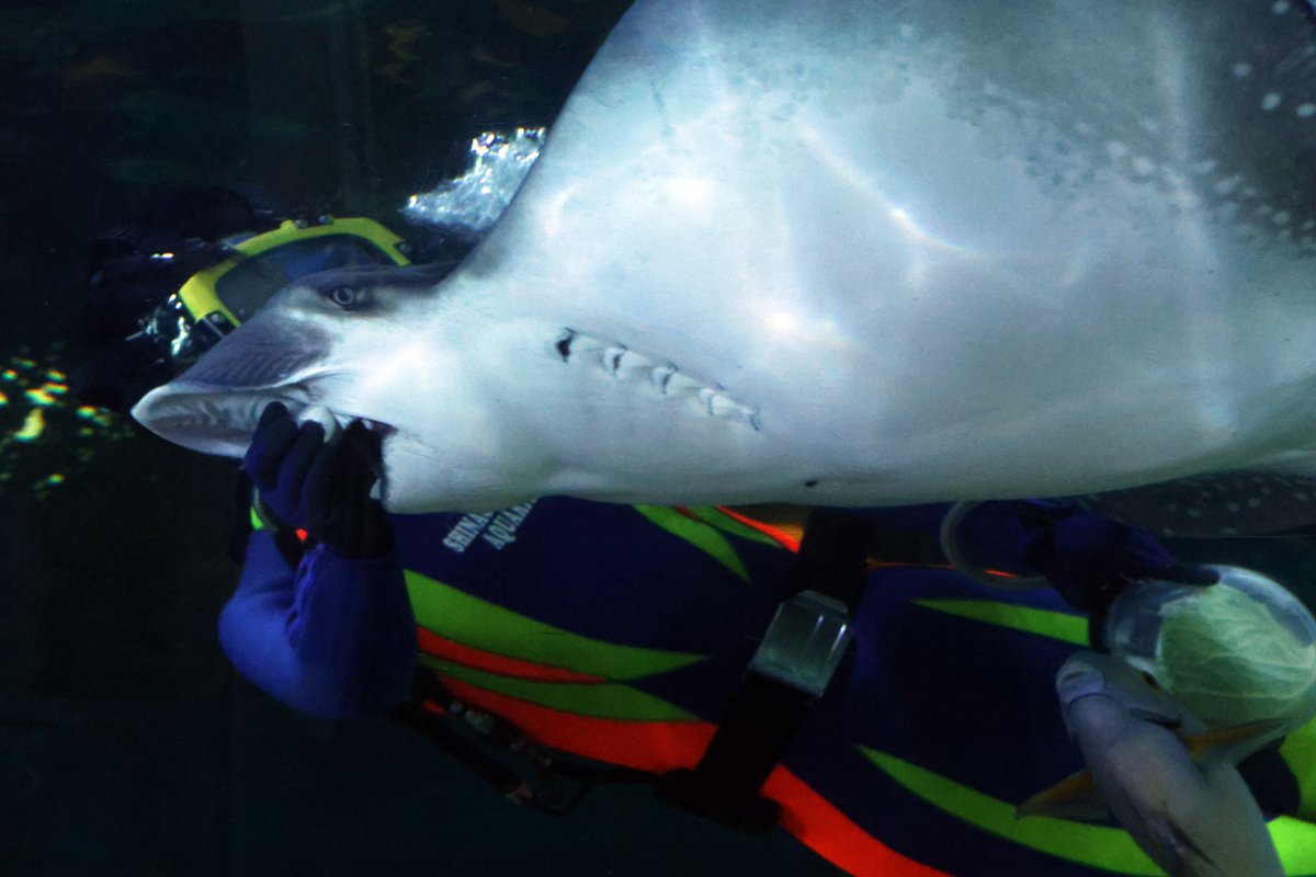 takuya_webdiver's tweet photo. 第1回水族館を一緒に楽しむ企画 in 東京を実施しました！当初2時間の計画でしたが、気がつけば5時間超の長丁場に😇

もう少しプランを練っておくべきだったと反省しつつ、見たい展示をじっくり見られたから良かったかな？今回参加してくださったみなさま、ありがとうございました！🐟 https://t.co/5fUnuhAkkB