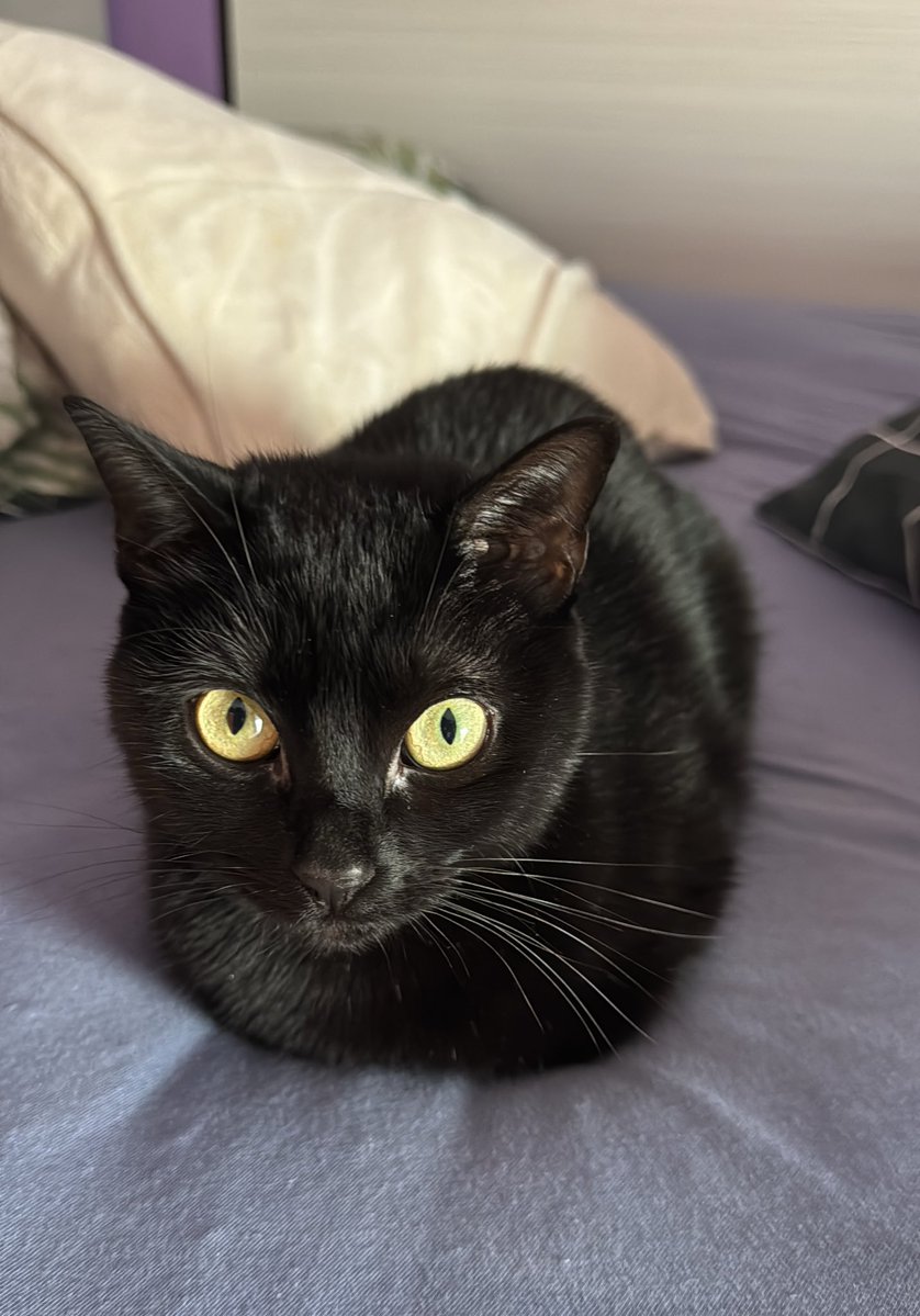 ༄ b e l l s ❤️‍🔥 tweet media