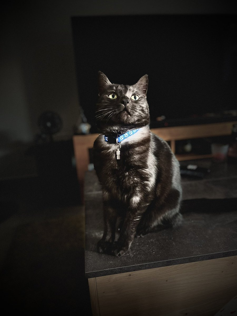ClaraPerney's tweet photo. @leilaaaaaac Adopter mon chat. Pas un chaton, mais un adulte très posé et très calme. Qui bizarrement, je pense, a compris ce que je / on vivait. Franchement sans lui je pense que la dépression aurait été encore plus profonde. Ne jamais sous estimer le pouvoir des animaux ! Le ☀️ après la 🌧️ https://t.co/dgTWsrfrqx