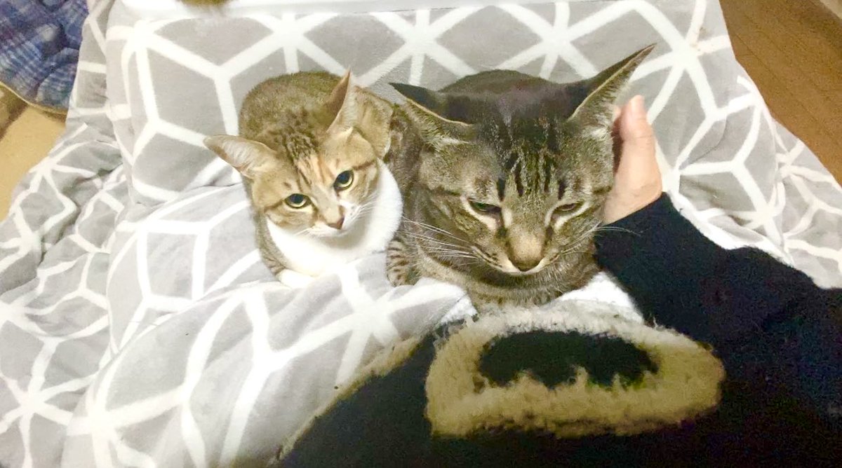 猫ッチョファミリー (@nekosta777) / Posts / X