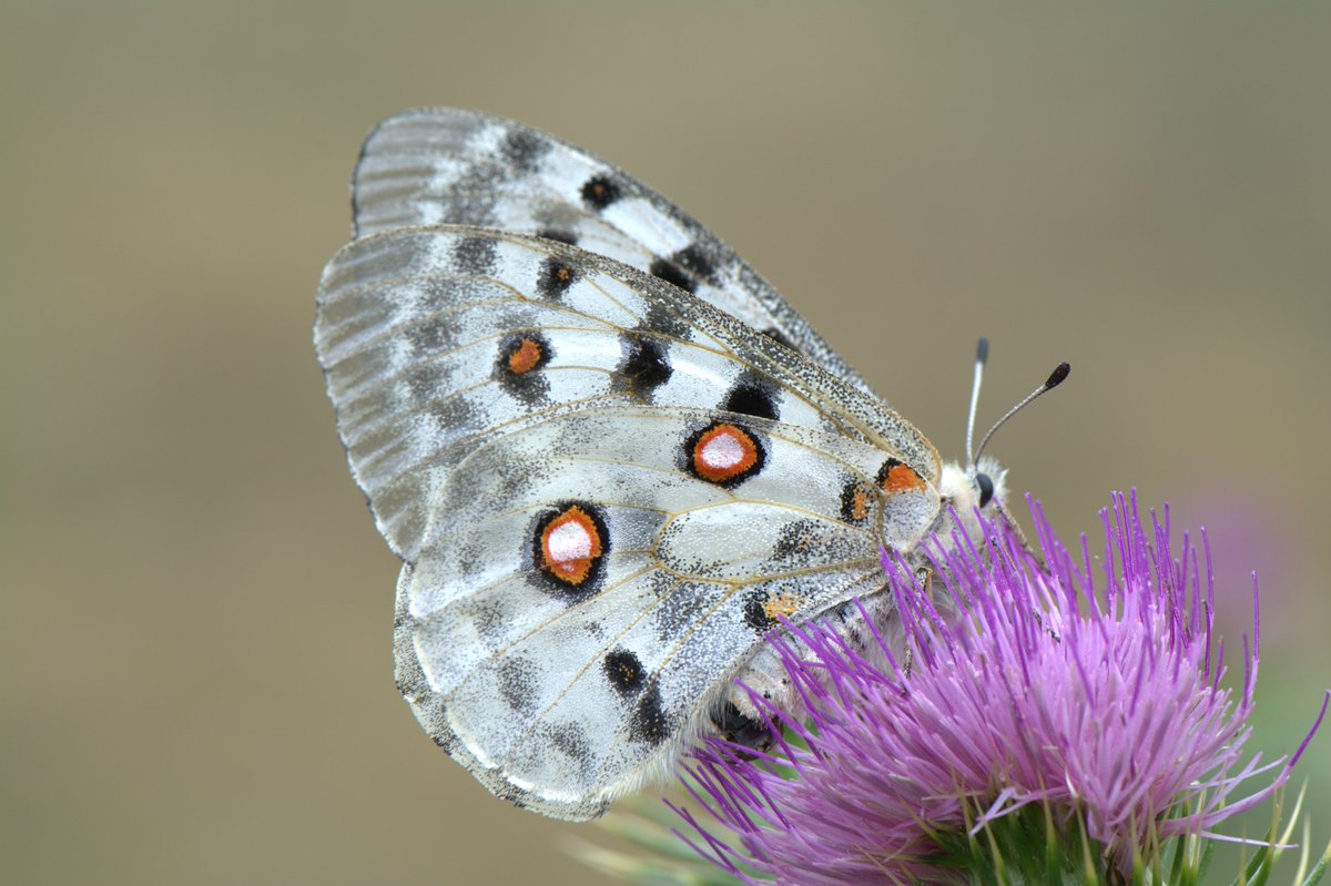 Generalitat tweet media