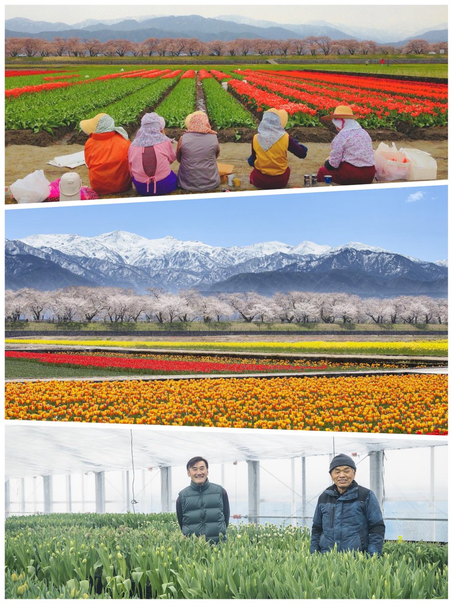 とやま観光ナビ｜富山観光 tweet media