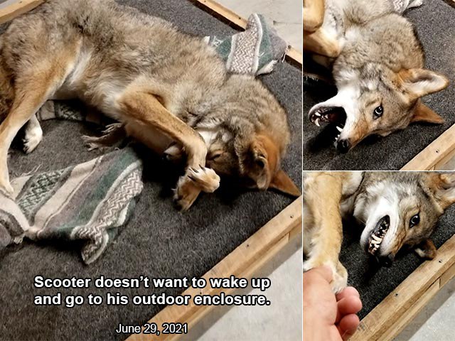 HourlyYote's tweet photo. [🔗](https://t.co/PGedSesQ31) https://t.co/g40y6P0m48