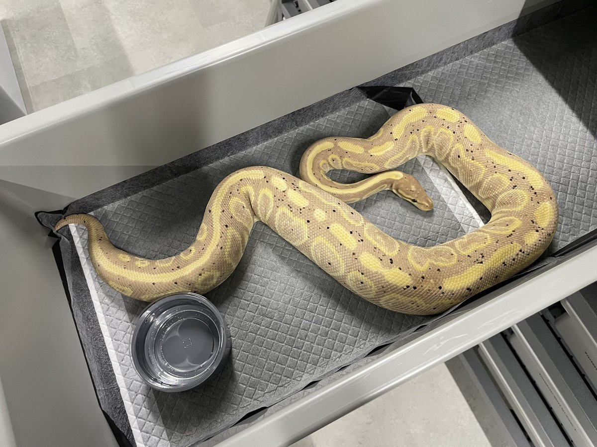 δ7Ballpython tweet media