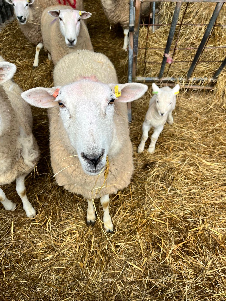 BASF Agricultural Solutions UK tweet media