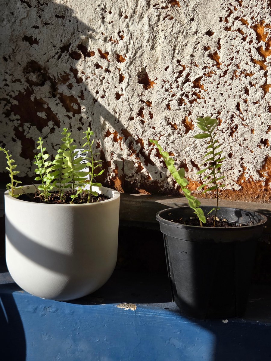 莫名chi妙💦 tweet media