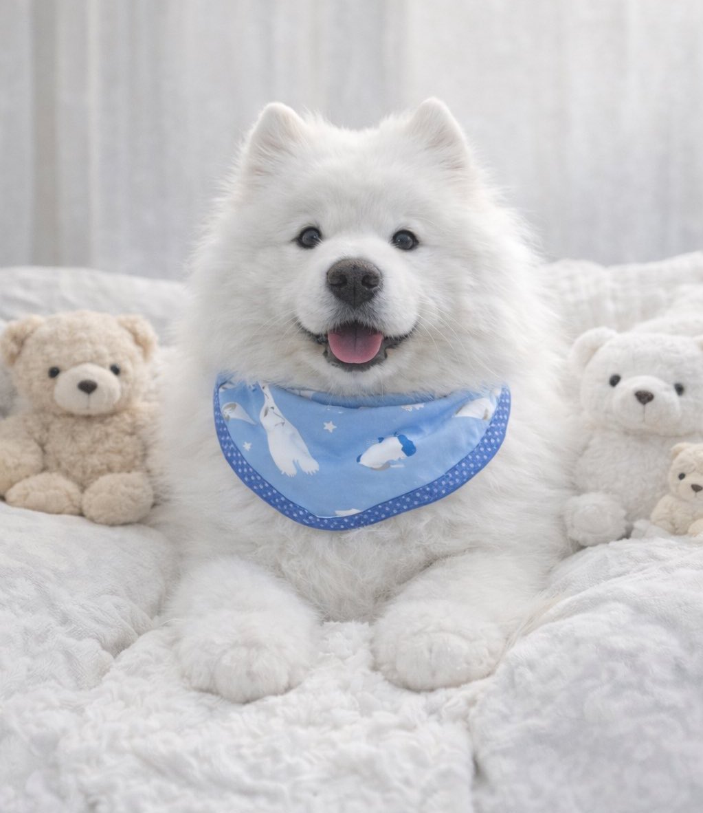 ダッツファミリーCh. tweet media